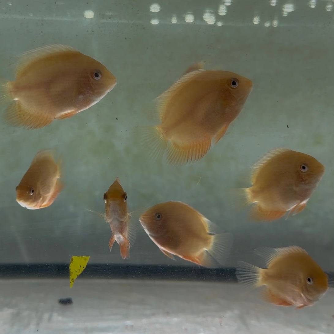 Red Spot Severum 5-7cm (Australian Bred)