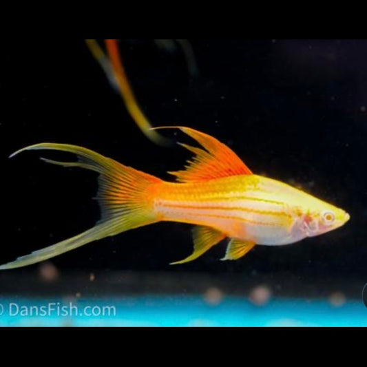 Albino pineapple swordtail 5cm