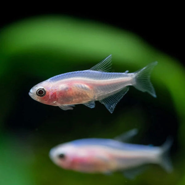 Golden Blue Kerri Emperor Tetra 2.5cm (Group of 10)