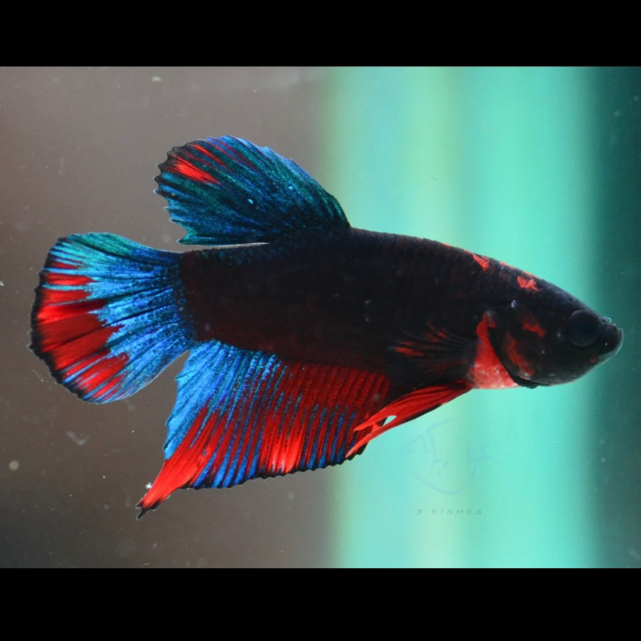Black Base Hellboy Halfmoon Plakat Male Betta 3cm