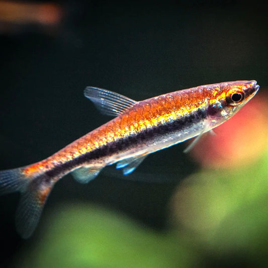 Red Beckford’s Pencilfish 3cm (Group of 10)