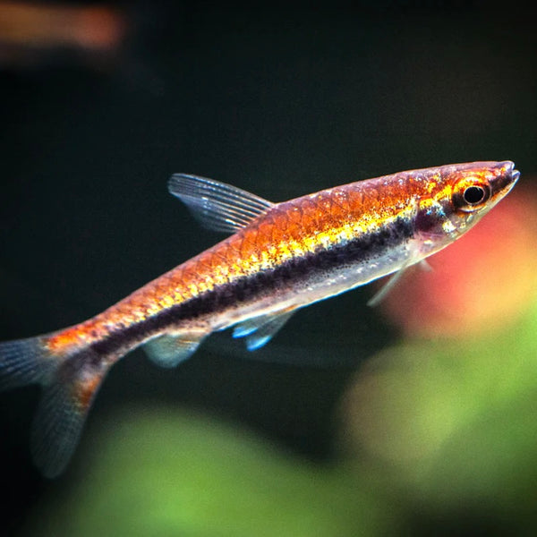 Red Beckford’s Pencilfish 3cm (Group of 10)