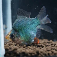 Green Balloon Tiger Barb 2.5cm