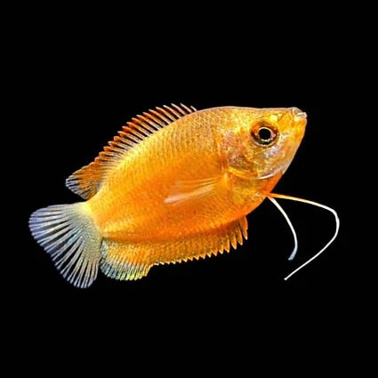 Honey Gourami 4cm
