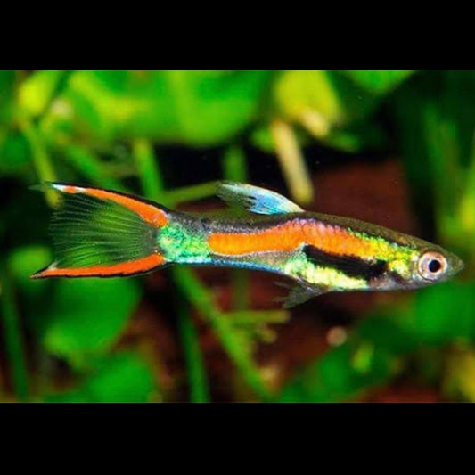 Black Bar Endler Pair 2cm