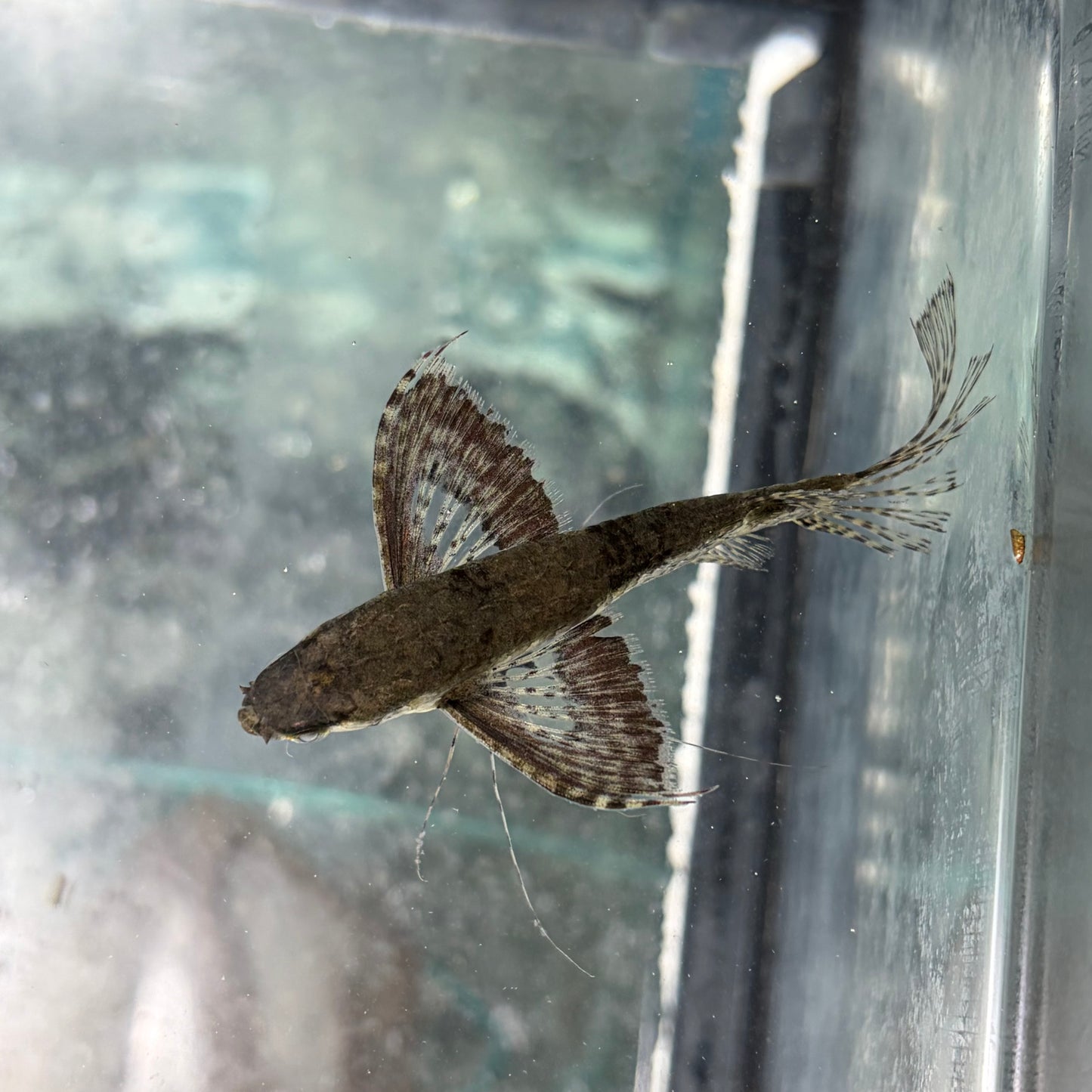 African Butterfly Fish (Wild Caught) 6cm RARE