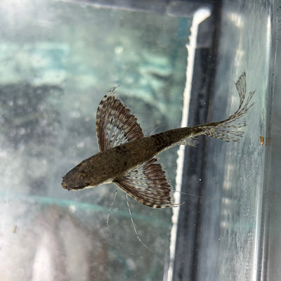 African Butterfly Fish (Wild Caught) 6cm RARE