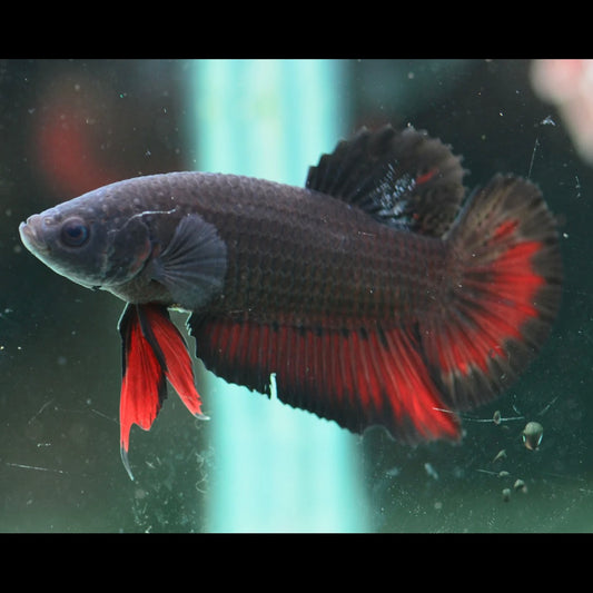 Vampire Halfmoon Plakat Male Betta 3-4cm