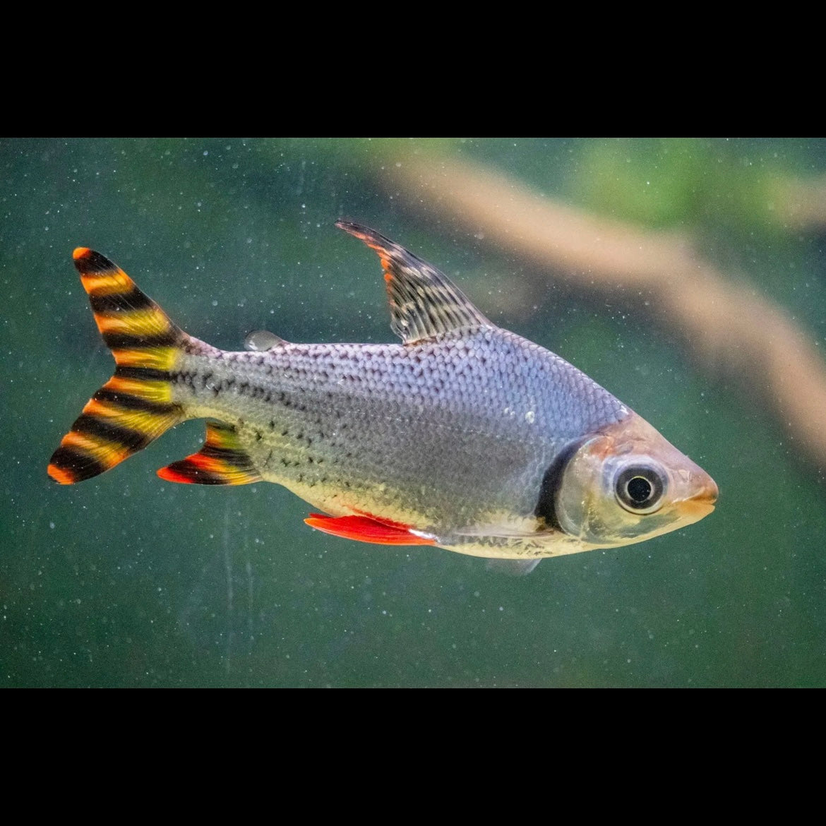 Red Flagtail 9-10cm