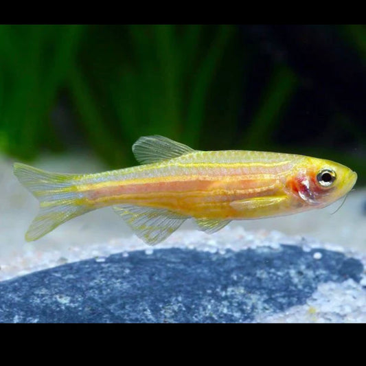 Yellow Gold Zebra Danio 3cm