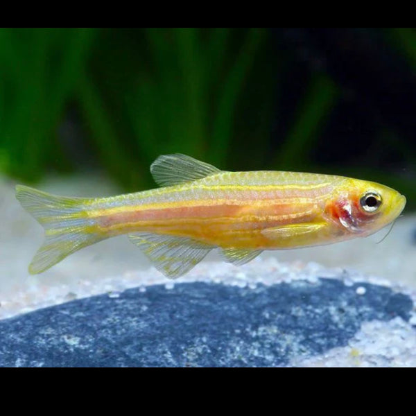 Yellow Gold Zebra Danio 3cm