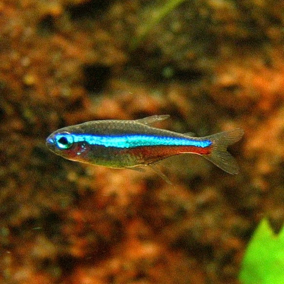 Green Neon Tetra 2cm