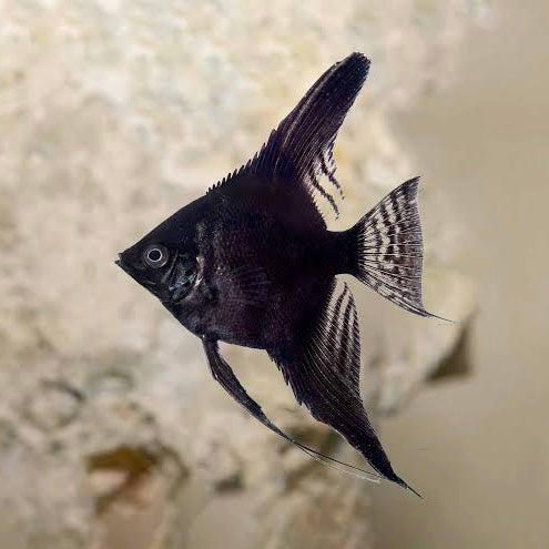 Black Angelfish 6cm