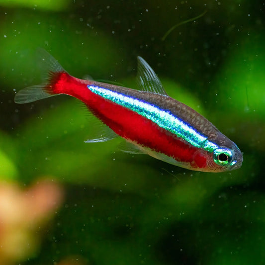 Cardinal Tetra 2cm