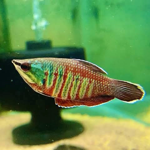 Samurai Gourami 3cm
