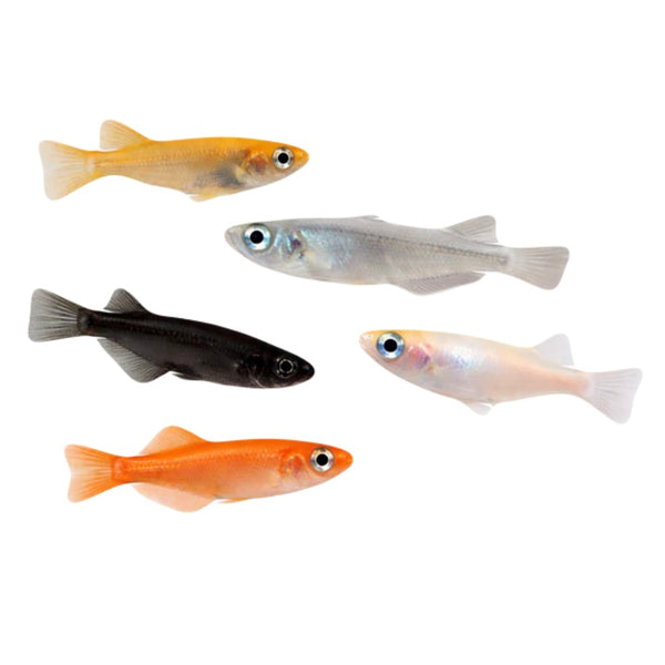 Assorted Medaka 2.5cm