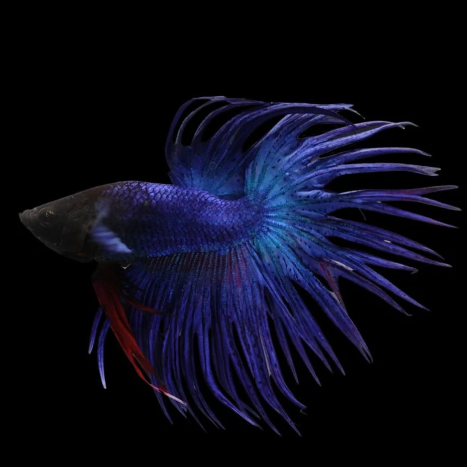 Crowntail Male Betta (Blue) Example Only - Few Available