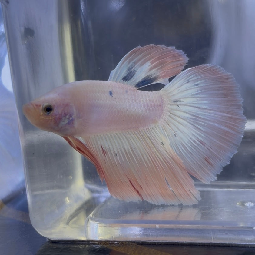 King Rose Tail Betta Male (C)