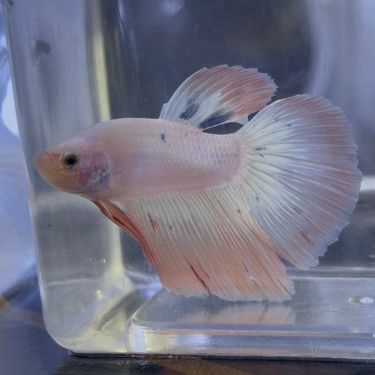 Male Betta Male (C)
