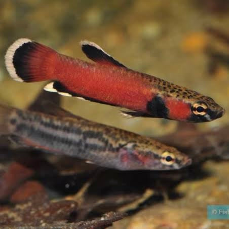 Betta Albimarginata Wild Male 2cm