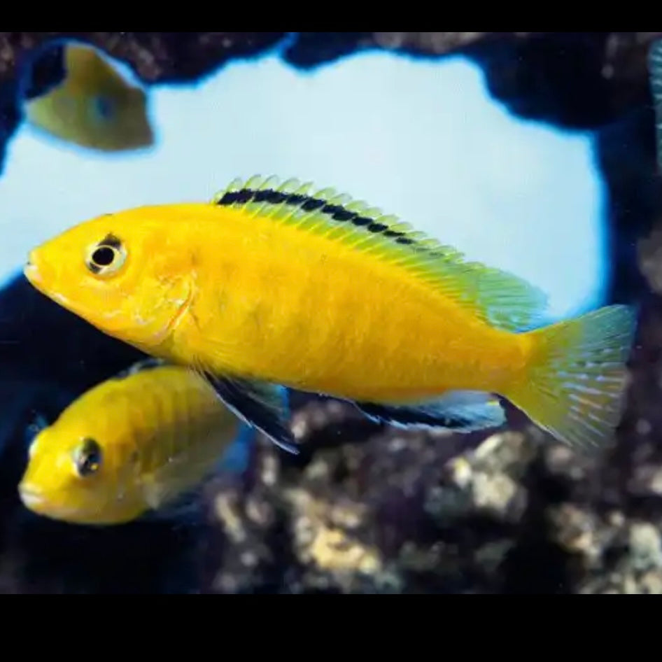 Electric Yellow Cichlid ‘Yellow Lab’ 5cm