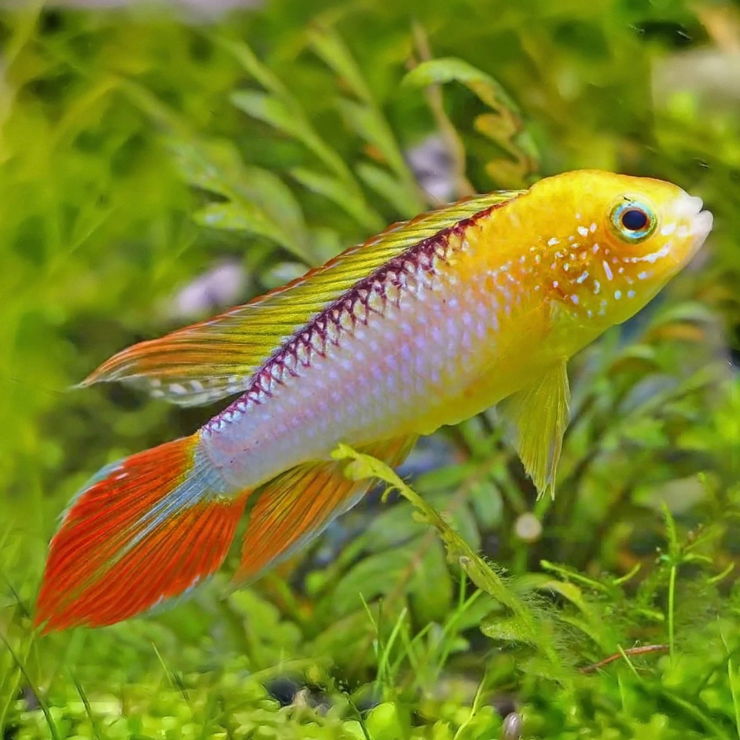 Apistogramma Agassizi Fire Gold