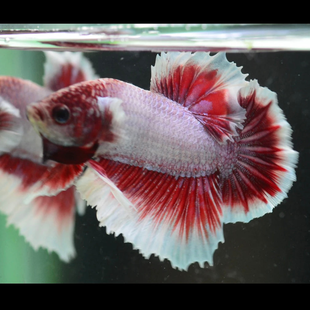 Salamander Halfmoon Plakat Male Betta 4cm