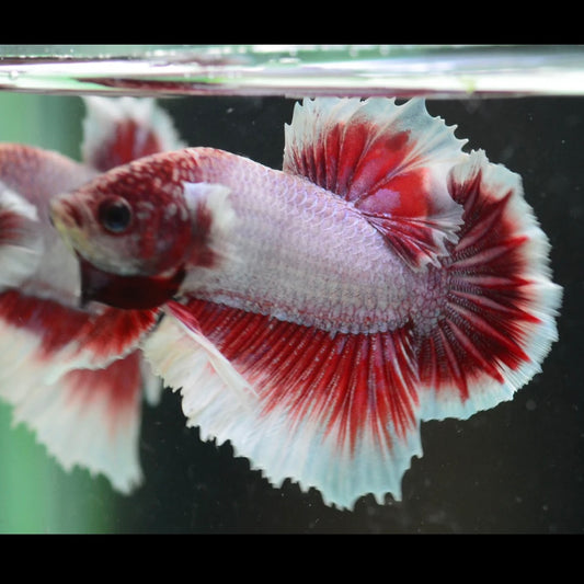 Salamander Halfmoon Plakat Male Betta 4cm