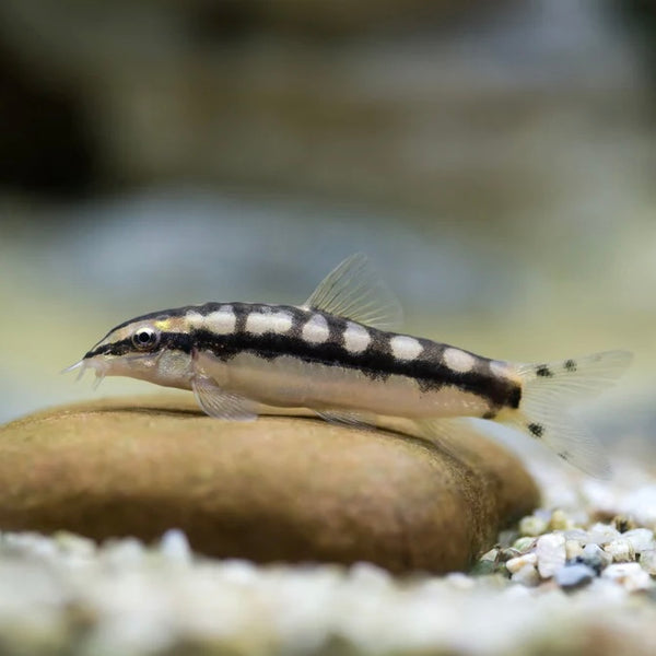 Dwarf Chain Loach 2.5cm