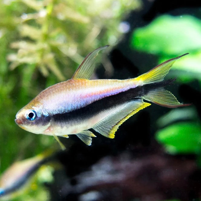 Emperor Tetra 3cm