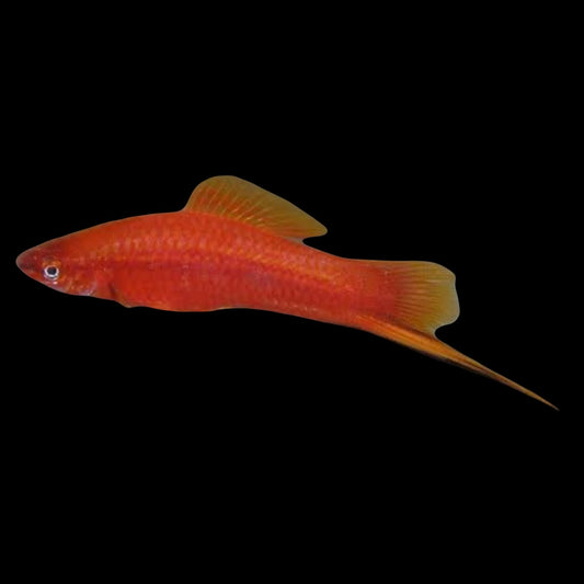 Red Swordtail 4-5cm