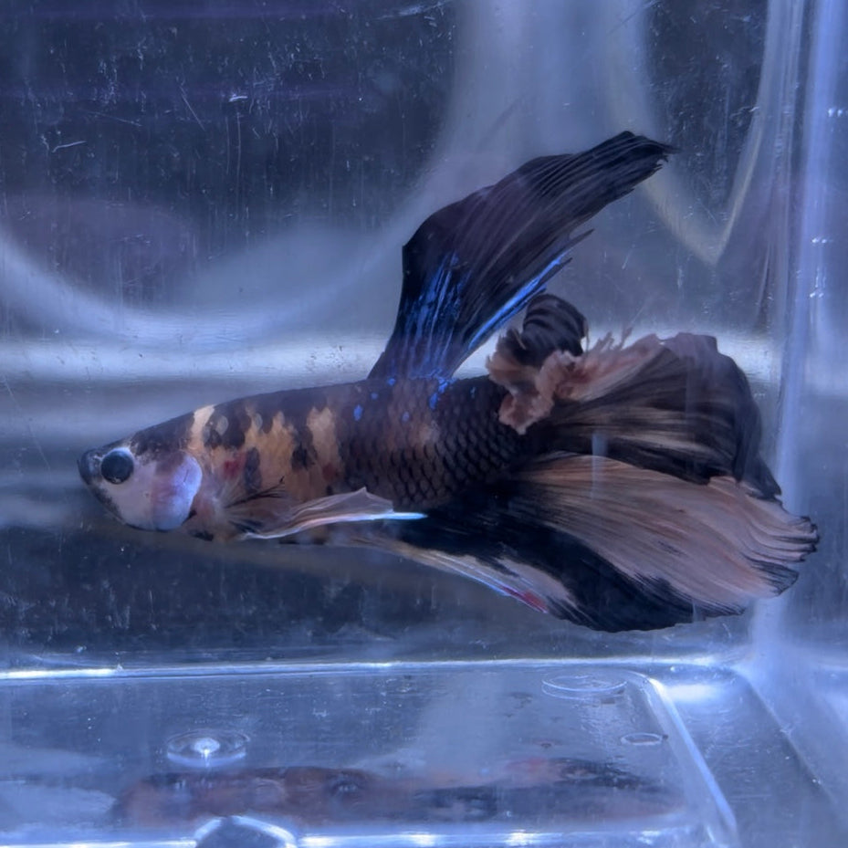 Halfmoon Multicolour/Koi Male Betta 3.5cm (F)