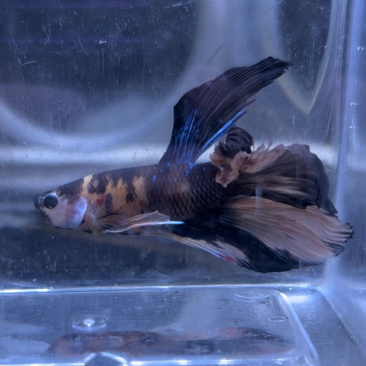 Halfmoon Multicolour/Koi Male Betta 3.5cm (F)