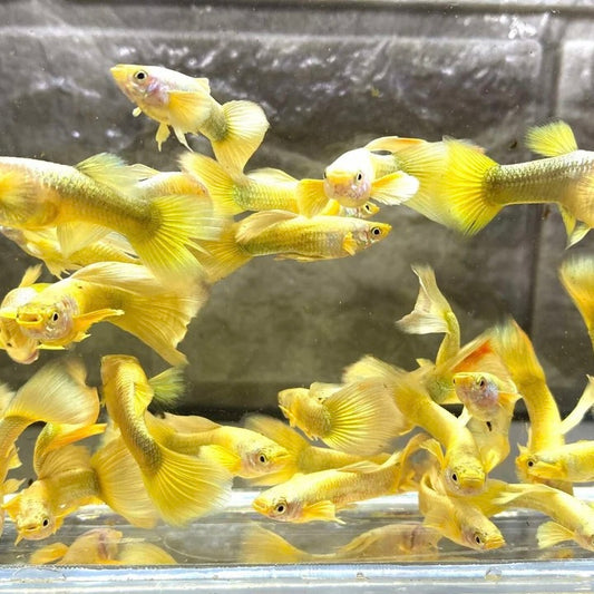 24k Gold Male Guppy 3cm