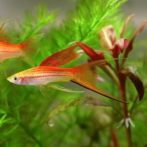 Pineapple Swordtail Highfin Lyretail