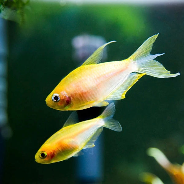 Albino Emperor Tetra 3cm (Group of 5)