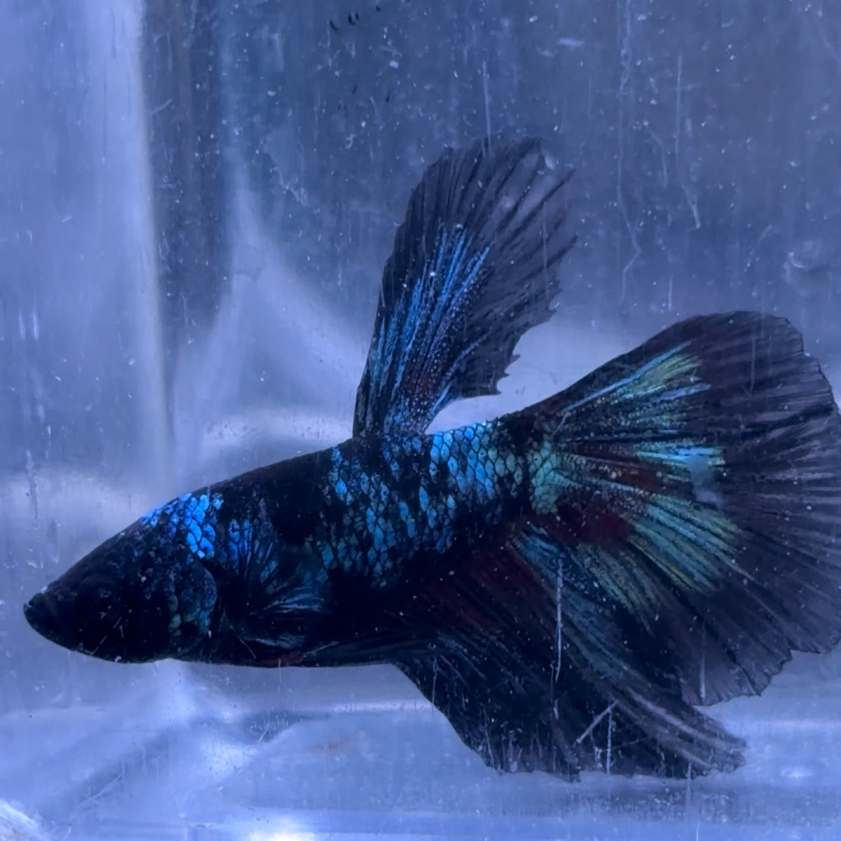 Halfmoon Avatar Betta Pair (B)