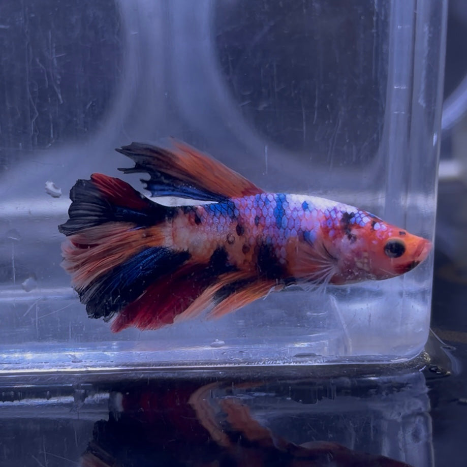Halfmoon Multicolour/Koi Male Betta 3.5cm (A)