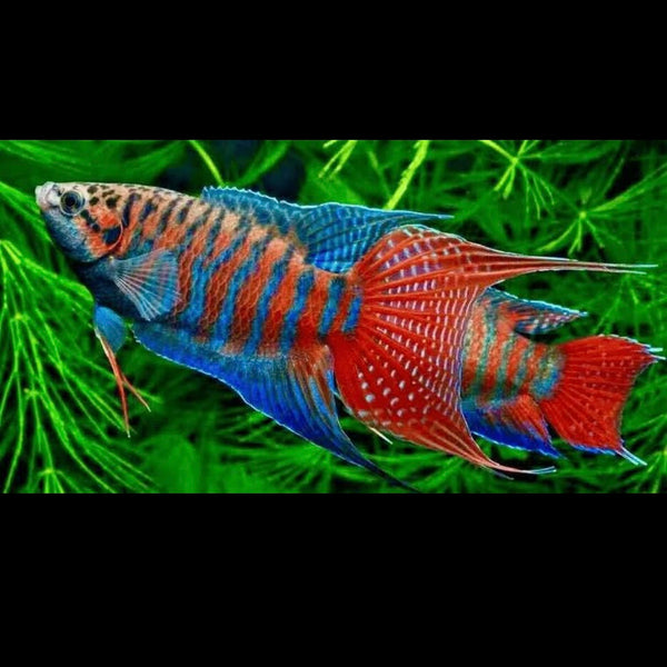 Paradise Fish 5cm