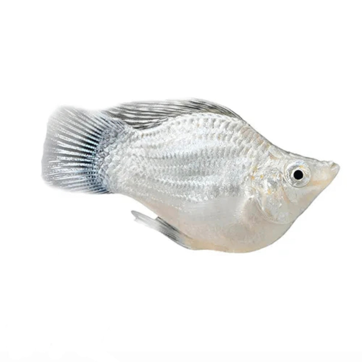 Platinum Balloon Molly 2-3cm