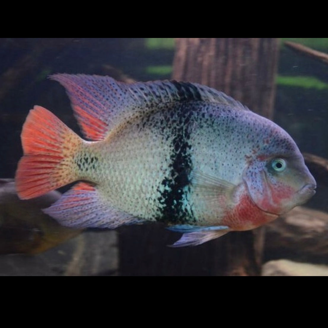 Black Belt Cichlid 5cm