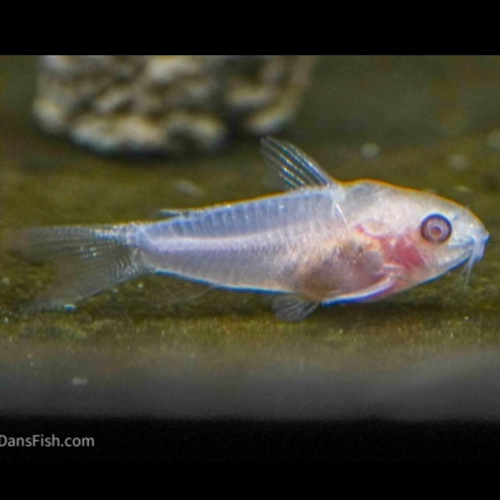 Albino Pygmy Corydoras 1cm