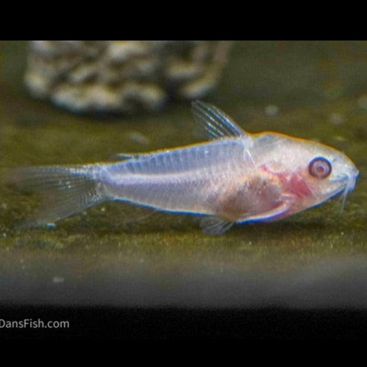 Albino Pygmy Corydoras 1cm