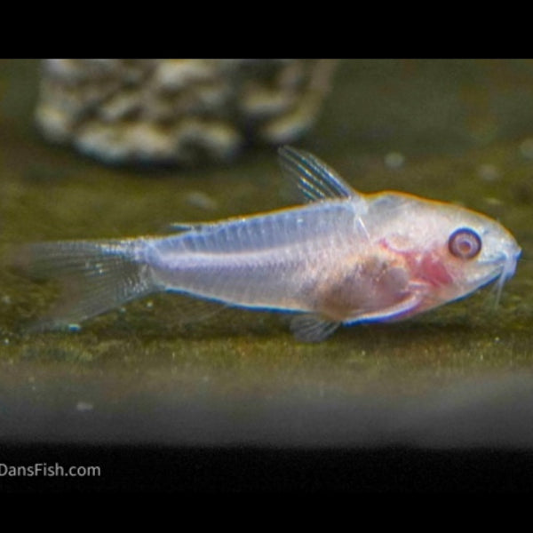Albino Pygmy Corydoras 1cm