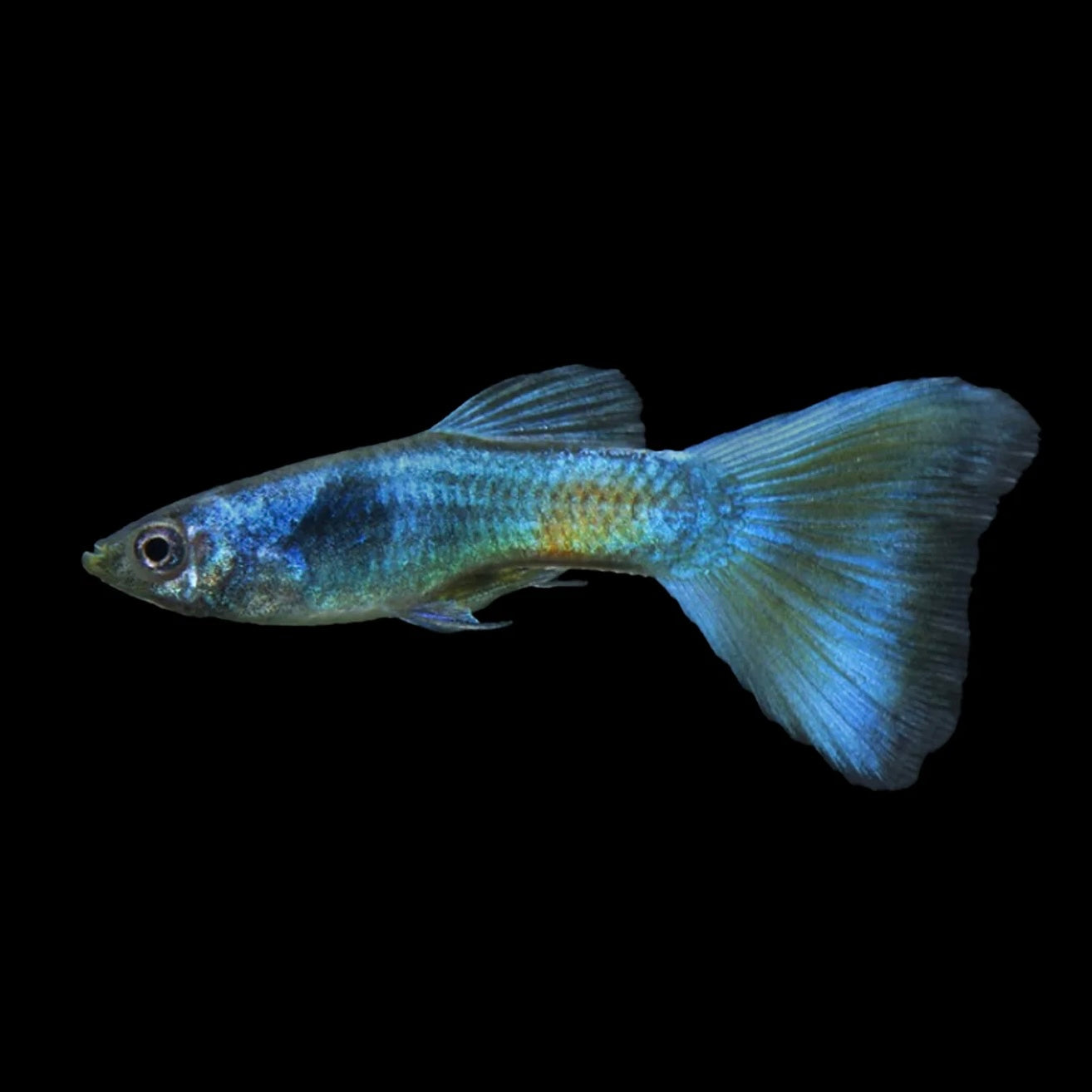 Blue Moscow Guppy Male 3cm