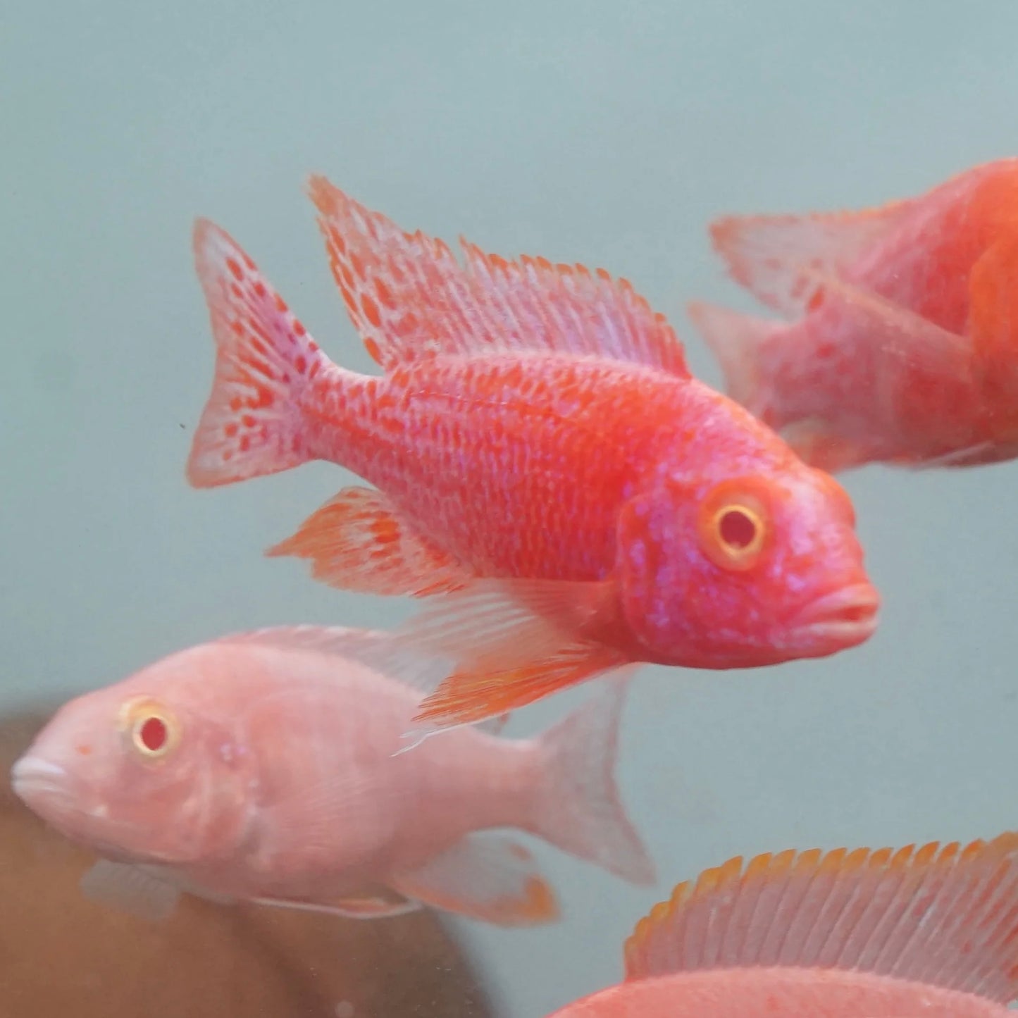 Albino Red Peacock Cichlid Display 9-10cm