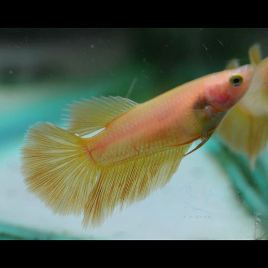 Super Yellow Halfmoon Female Betta 3cm