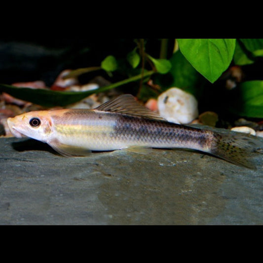 Marble Chinese Algae Eater (CAE) Gyrinocheilus aymonieri 4cm
