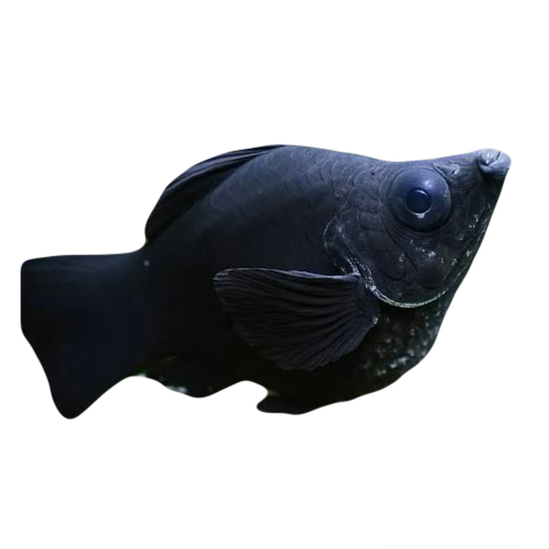 Black Balloon Molly 2-3cm