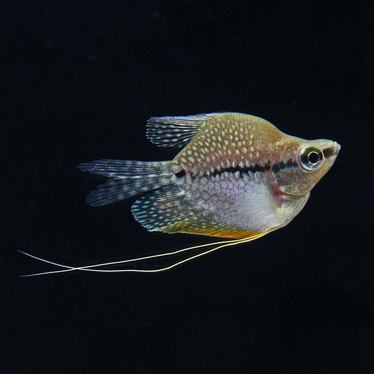 Balloon Pearl Gourami 5cm